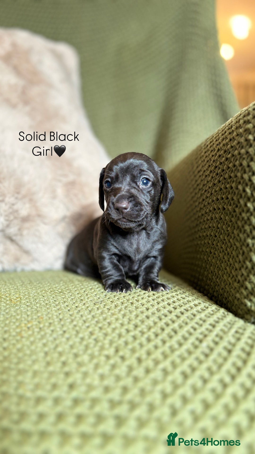 Miniature Dachshund dogs for sale: Smooth Haired Miniature Dachshunds - Advert 5