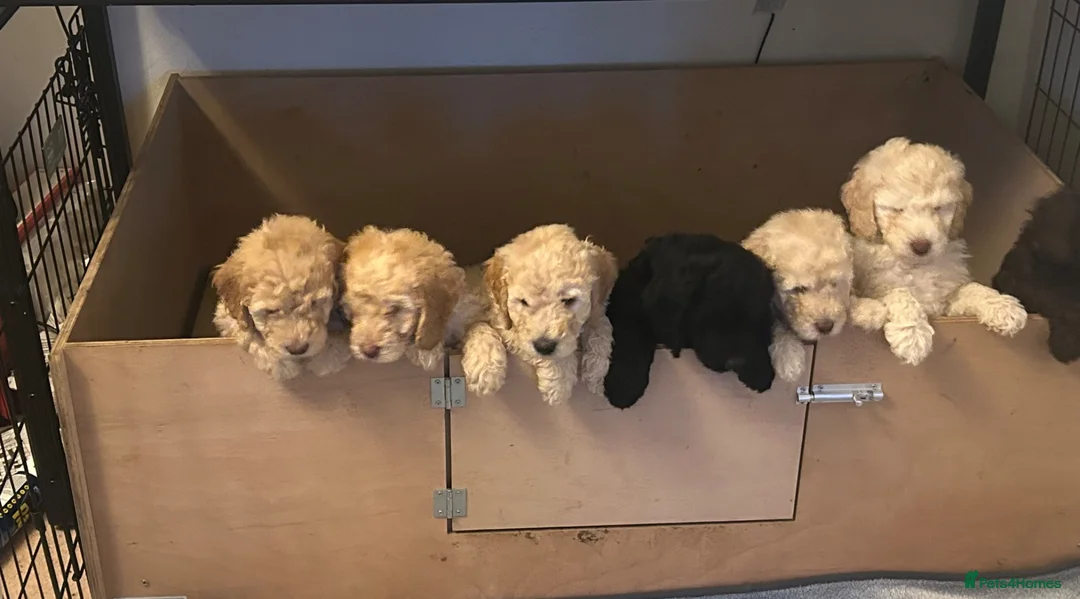 Labradoodle dogs for sale: Rare multi generational labradoodle Puppies - Advert 2