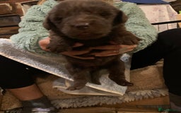 Newfoundland dogs for sale: ✨ Stunning Chocolate Newfoundland Puppies ✨ - Image 18