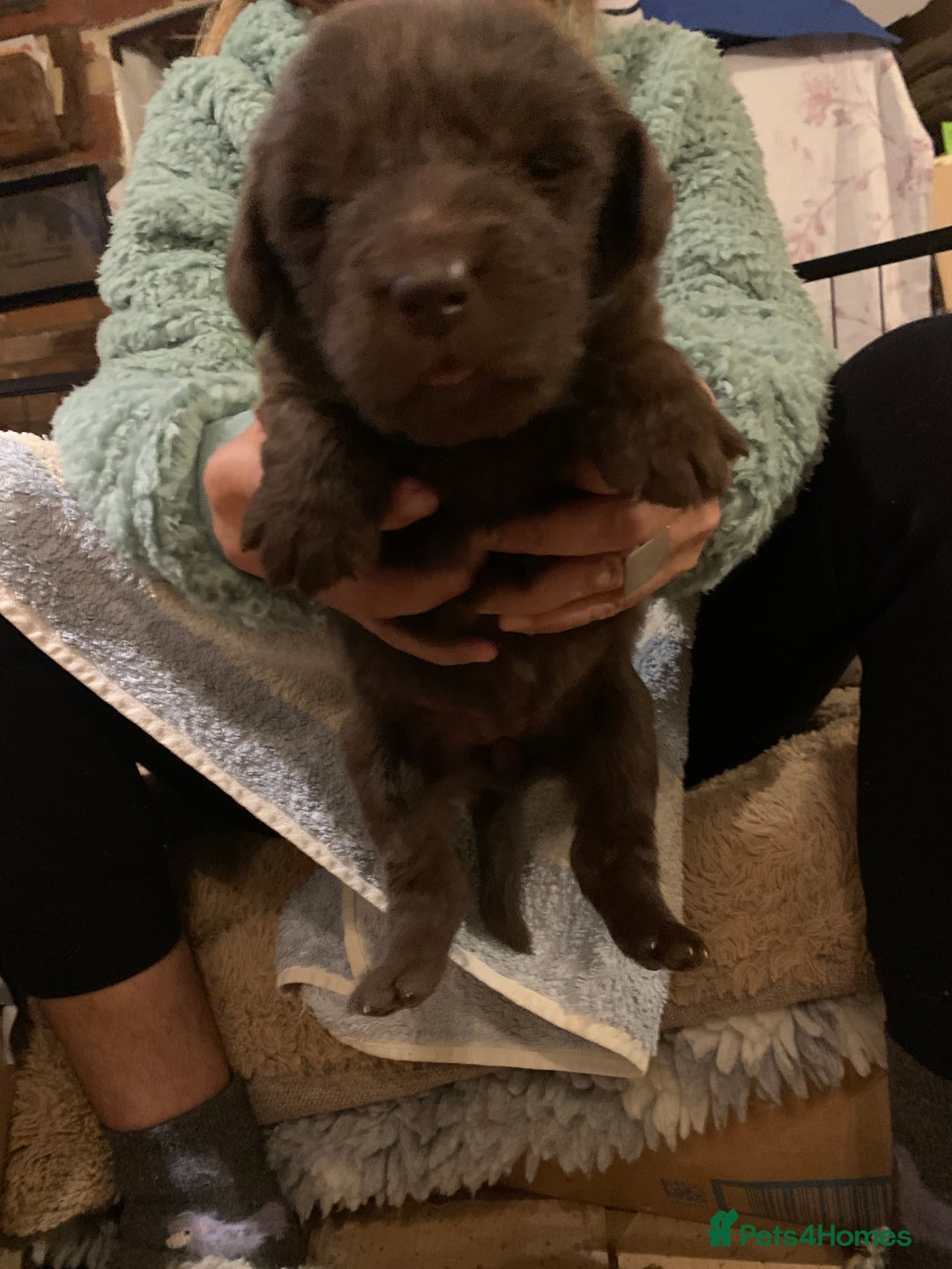 Newfoundland dogs for sale: ✨ Stunning Chocolate Newfoundland Puppies ✨ - Image 18