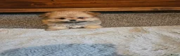 Mixed Breed dogs for sale: Last one left,quality pomeranian and shitzu cross - Advert 13