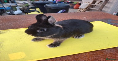 Netherland Dwarf rabbits - Advert 12