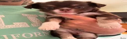 Chihuahua dogs for sale: Stunning Long-Haired Chihuahua Puppies in ELY - Advert 14