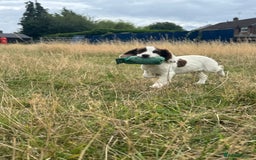 English Springer Spaniel dogs for sale: English Springer Spaniel Pups For Sale - Image 22