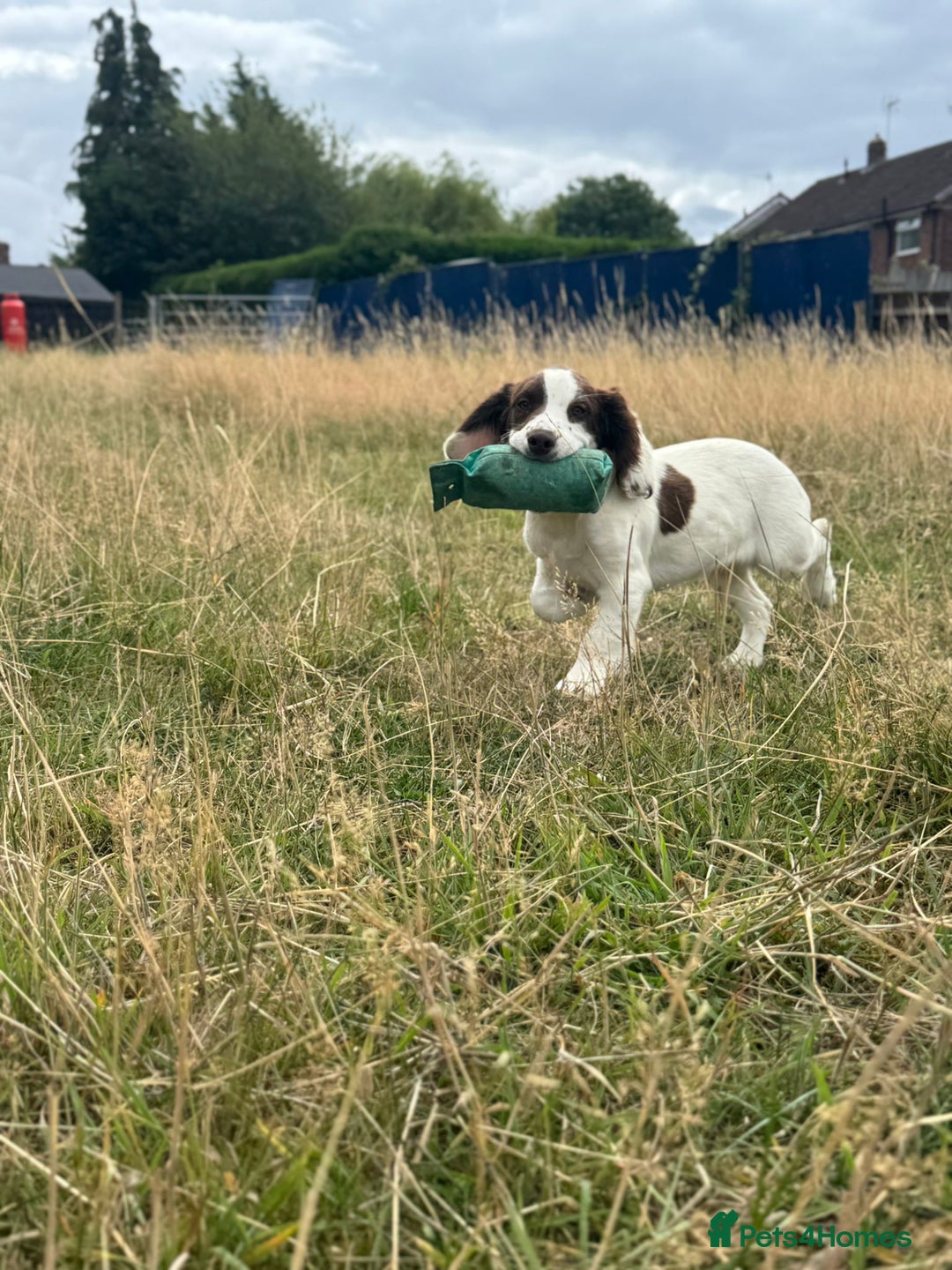 English Springer Spaniel dogs for sale: English Springer Spaniel Pups For Sale - Image 22