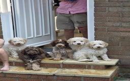 Lagotto Romagnolo dogs for sale: Lagotto romagnolo girls.  - Image 7