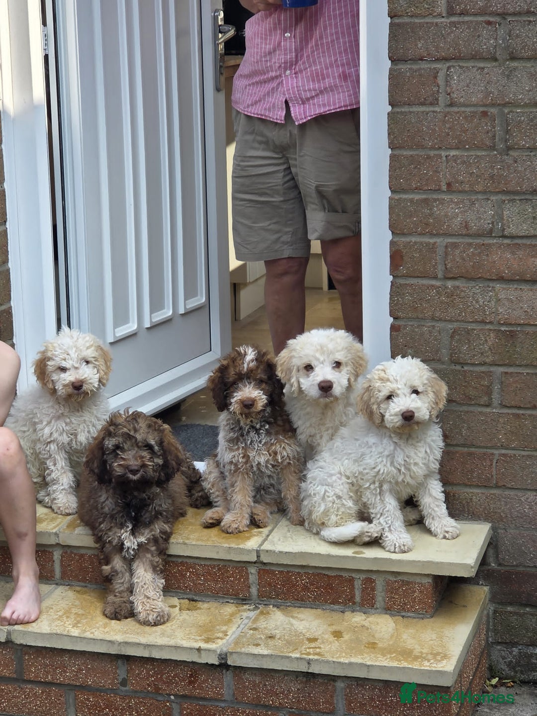 Lagotto Romagnolo dogs for sale: Lagotto romagnolo girls.  - Image 7