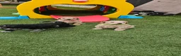 Miniature Poodle dogs for sale: 6 weeks old F1b Moyen Poodle  - Advert 26