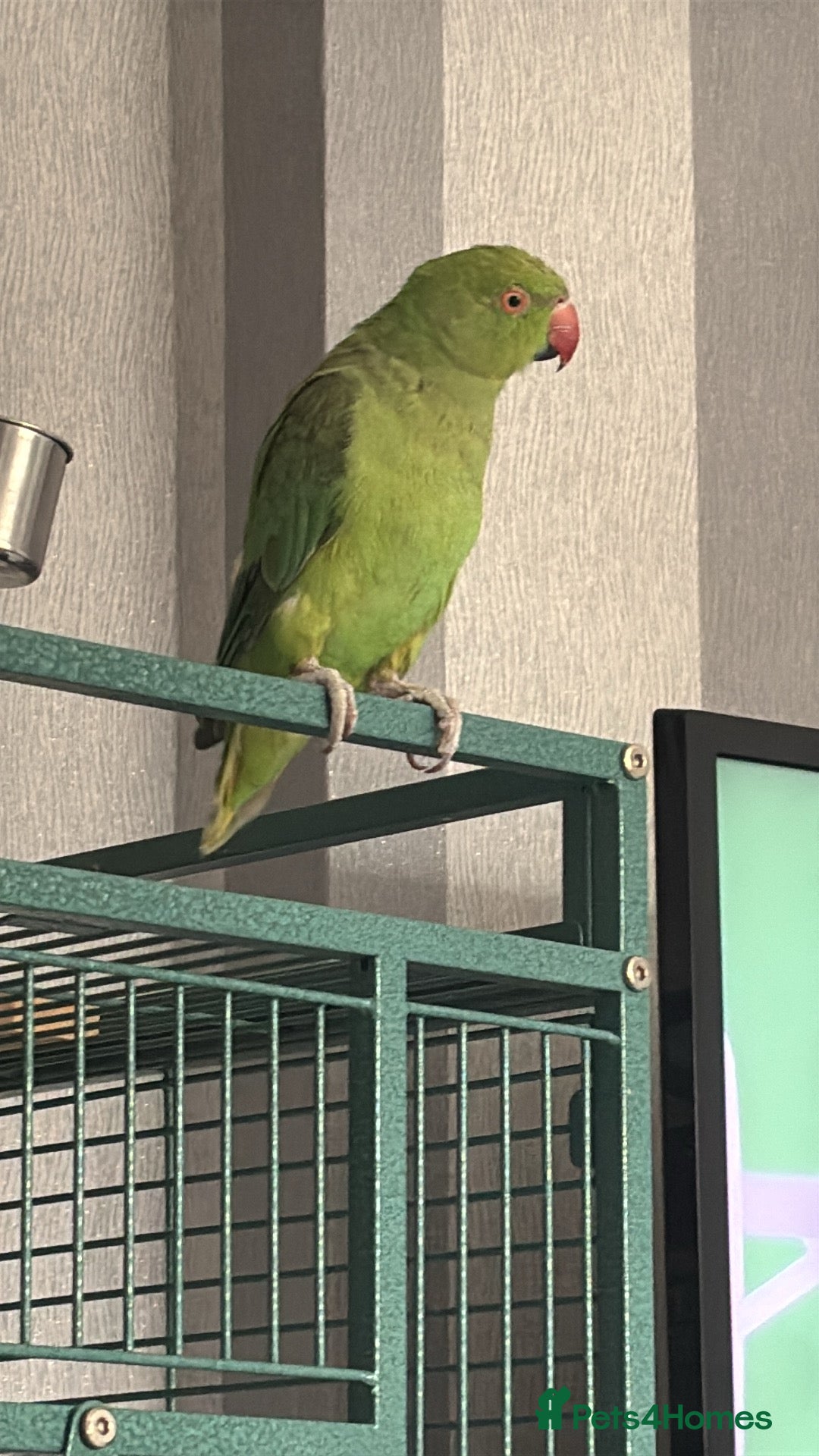 Ringnecks birds for sale: Indian ring neck  - Advert 2