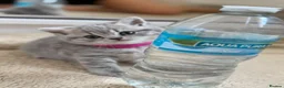 British Shorthair cats for sale: Loving Home-Raised British Shorthair Kittens - Advert 17