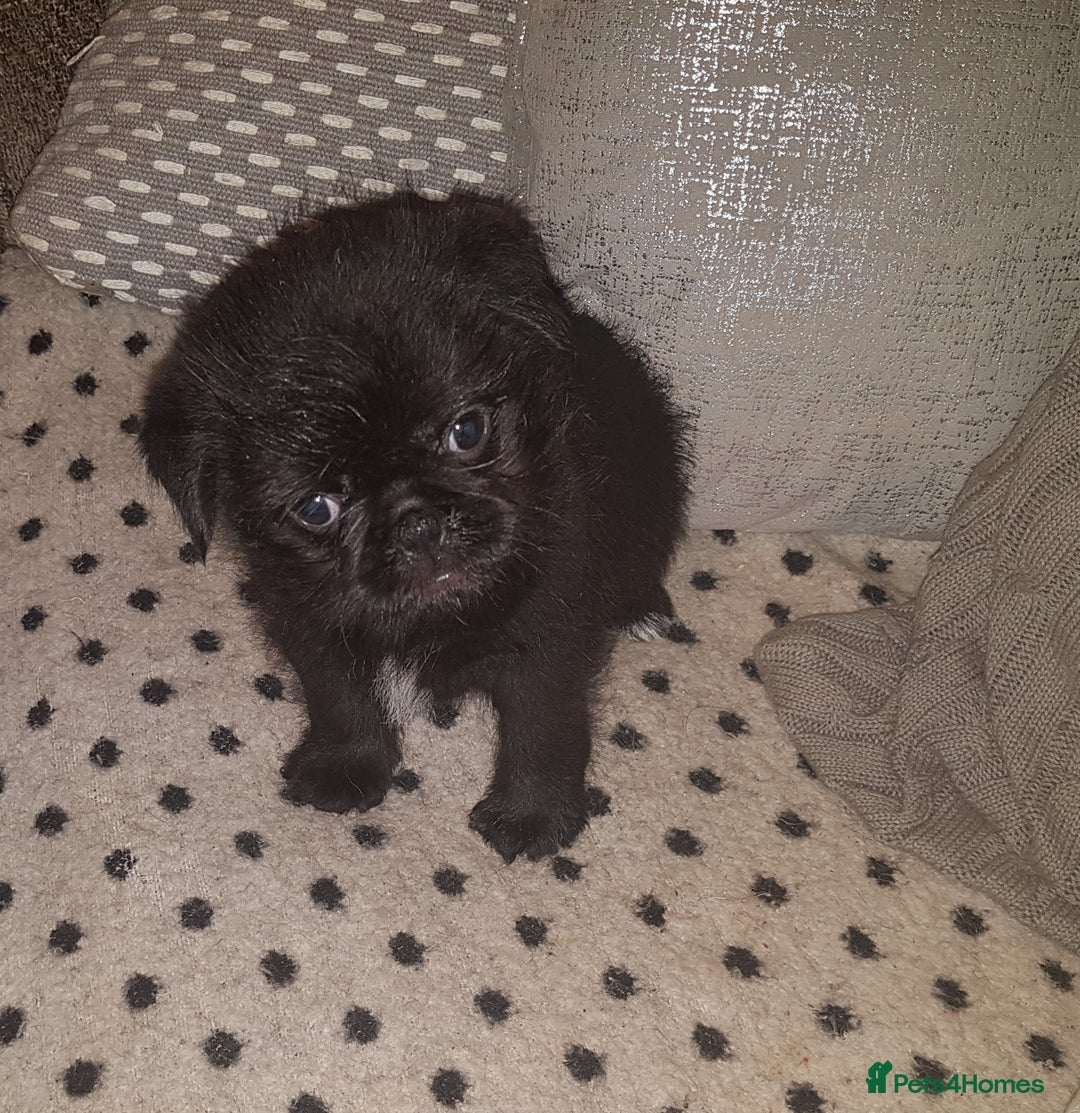 Mixed Breed dogs for sale: Shih Tzu cross Pug puppies - Advert 6