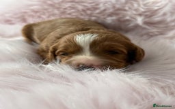 Cavapoo dogs for sale: Beautiful F1b Cavapoo's 🧬 DNA Tested Parents - Image 11