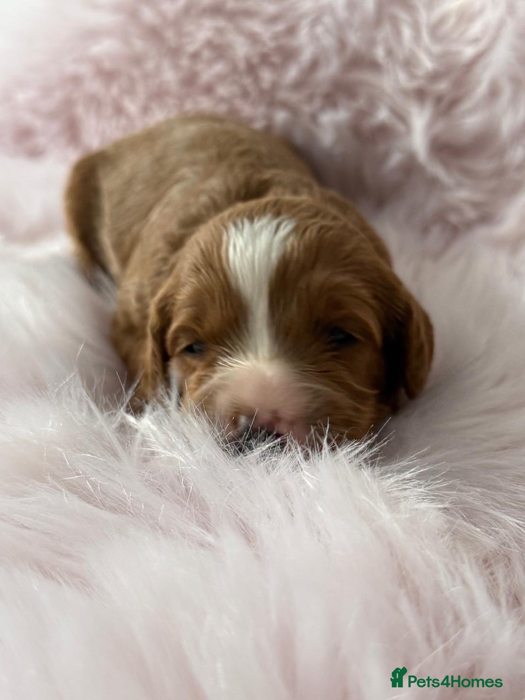 Cavapoo dogs for sale: Beautiful F1b Cavapoo's 🧬 DNA Tested Parents - Image 11