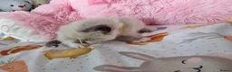 Ragdoll cats for sale: Beautiful Ragdoll Type kittens HCM and PKD free  - Advert 4