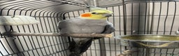 Cockatiels birds for sale: Pair of M/F Cockatiels (2 for £100) - Advert 3