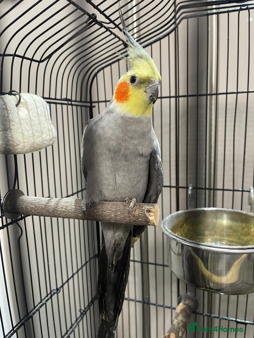 Cockatiels birds for sale: Pair of M/F Cockatiels (2 for £100) - Advert 3