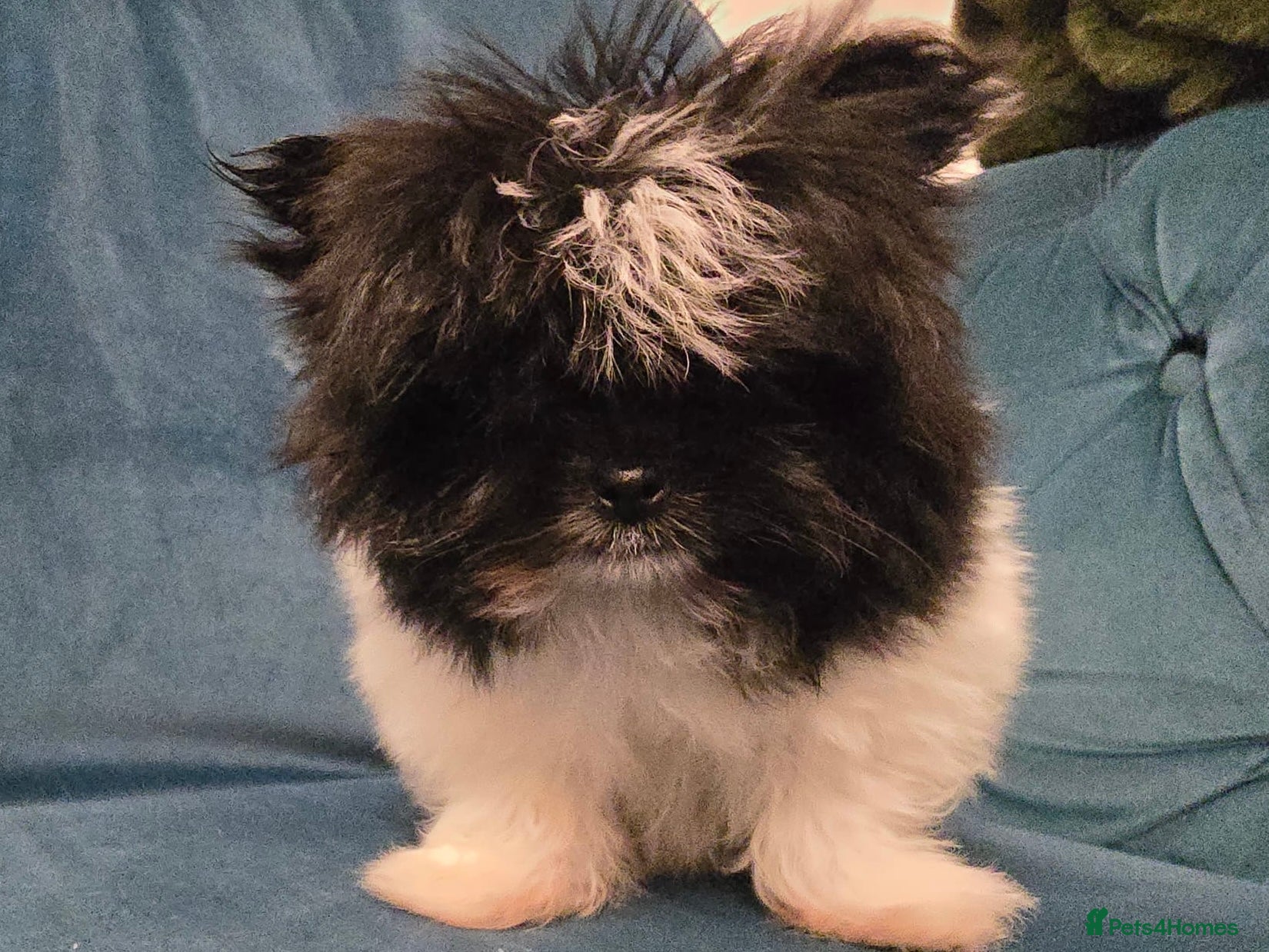 Mixed Breed dogs Pomeranian mix  - Advert 1