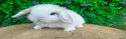 Mini Lop rabbits for sale: Stunning purebred mini lop bucks ready to reserve - Advert 14