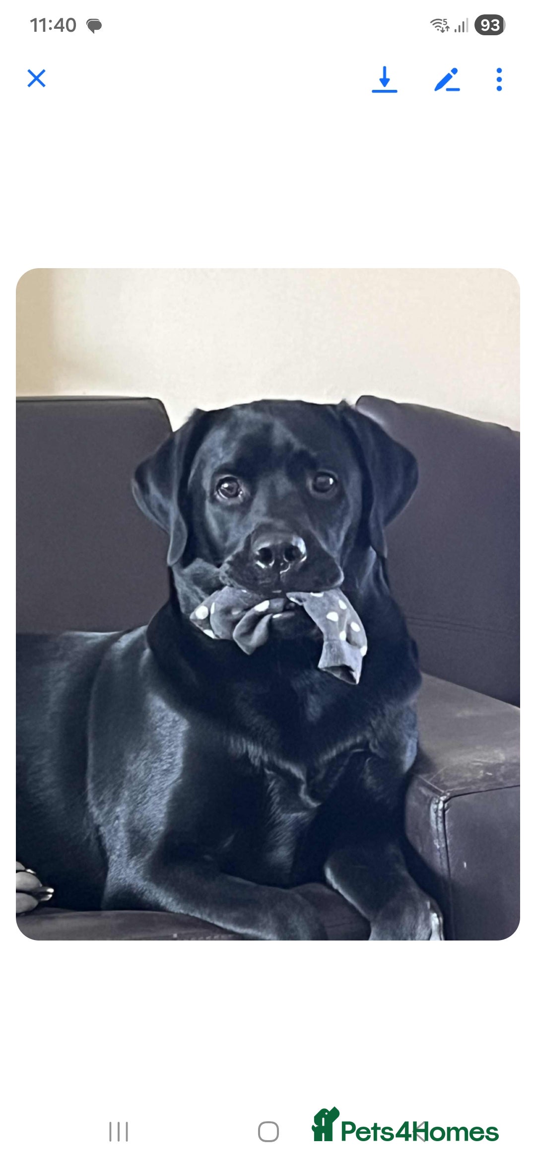 Labrador Retriever dogs for sale: Yellow and Black Labrador Puppies - Advert 3