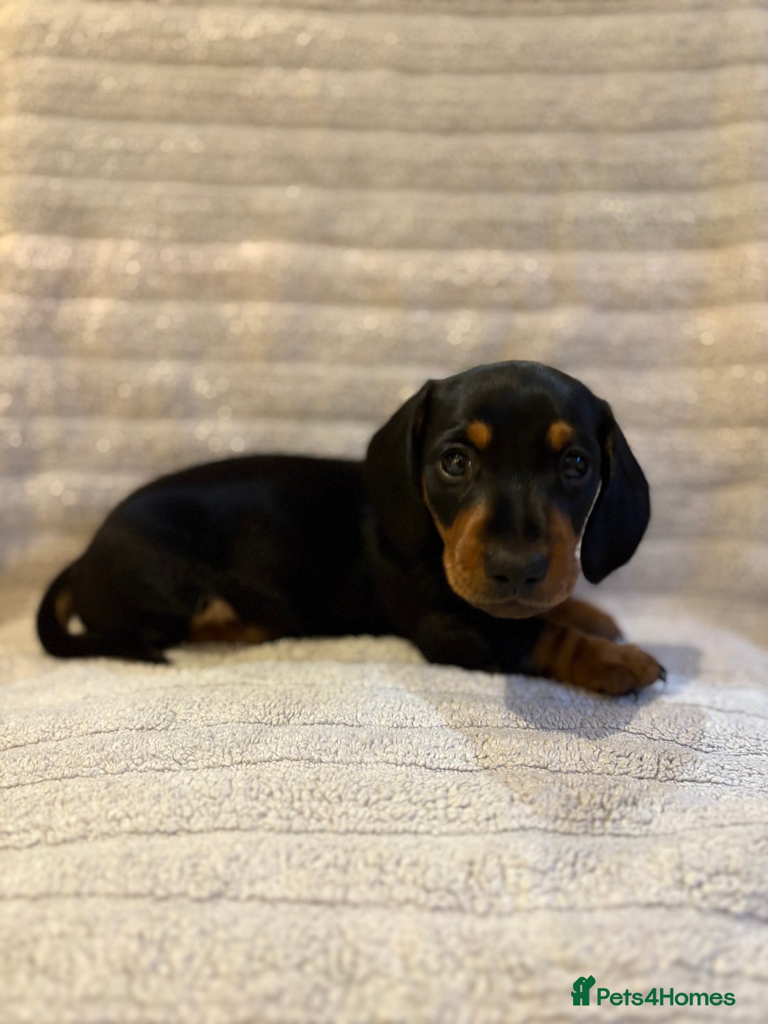 Miniature Dachshund dogs for sale: 🐾MINIATURE SMOOTH HAIRED DACHSHUND PUPPIES🐾 - Advert 8