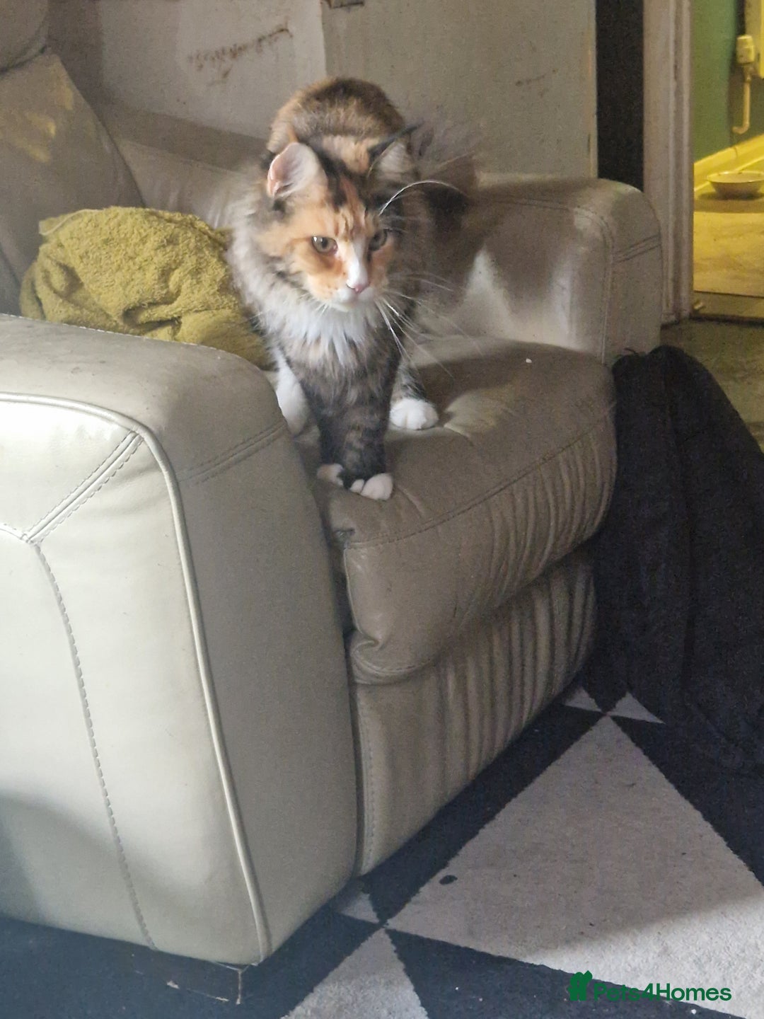 Maine Coon cats for sale: Lovely girl  - Image 2