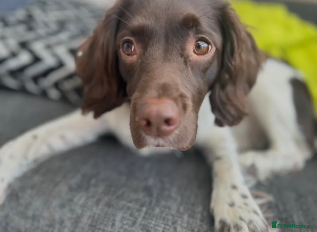 Sprollie dogs for sale: Beautiful litter of sprollies - Advert 1