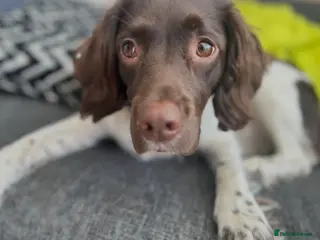 Sprollie dogs Beautiful litter of sprollies - Advert 7