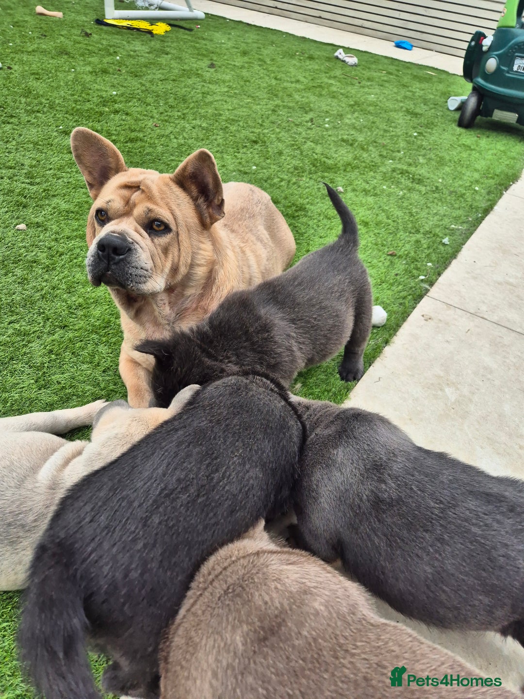 Mixed Breed dogs for sale: Chowxfrenchie Ready for new homes** - Image 8