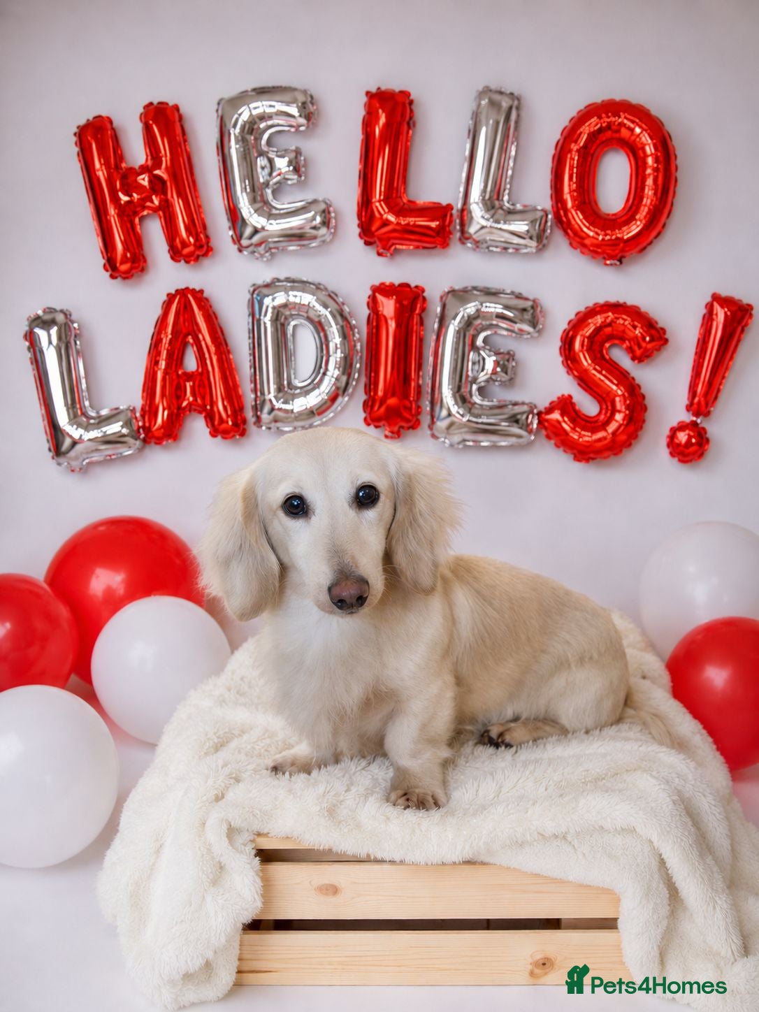 Dachshund dogs FOR STUD ONLY! KC health tested Eddie Snowdrop. - Advert 1