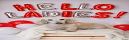 Dachshund dogs for stud: FOR STUD ONLY! KC health tested Eddie Snowdrop. - Advert 1