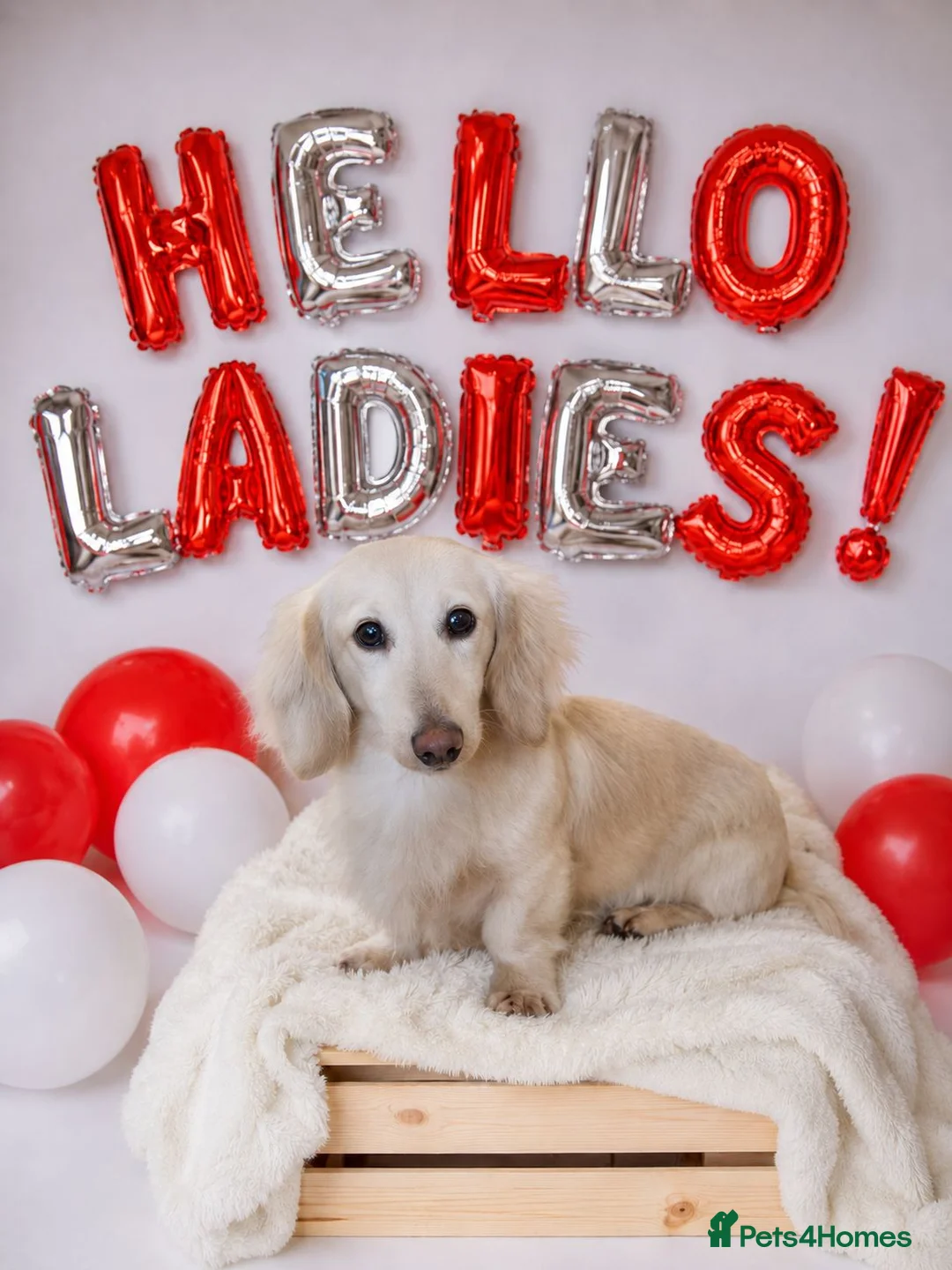 Dachshund dogs for stud: FOR STUD ONLY! KC health tested Eddie Snowdrop. - Advert 1