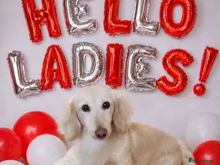 Dachshund dogs FOR STUD ONLY! Proven KC health tested Eddie Snow. - Advert 1