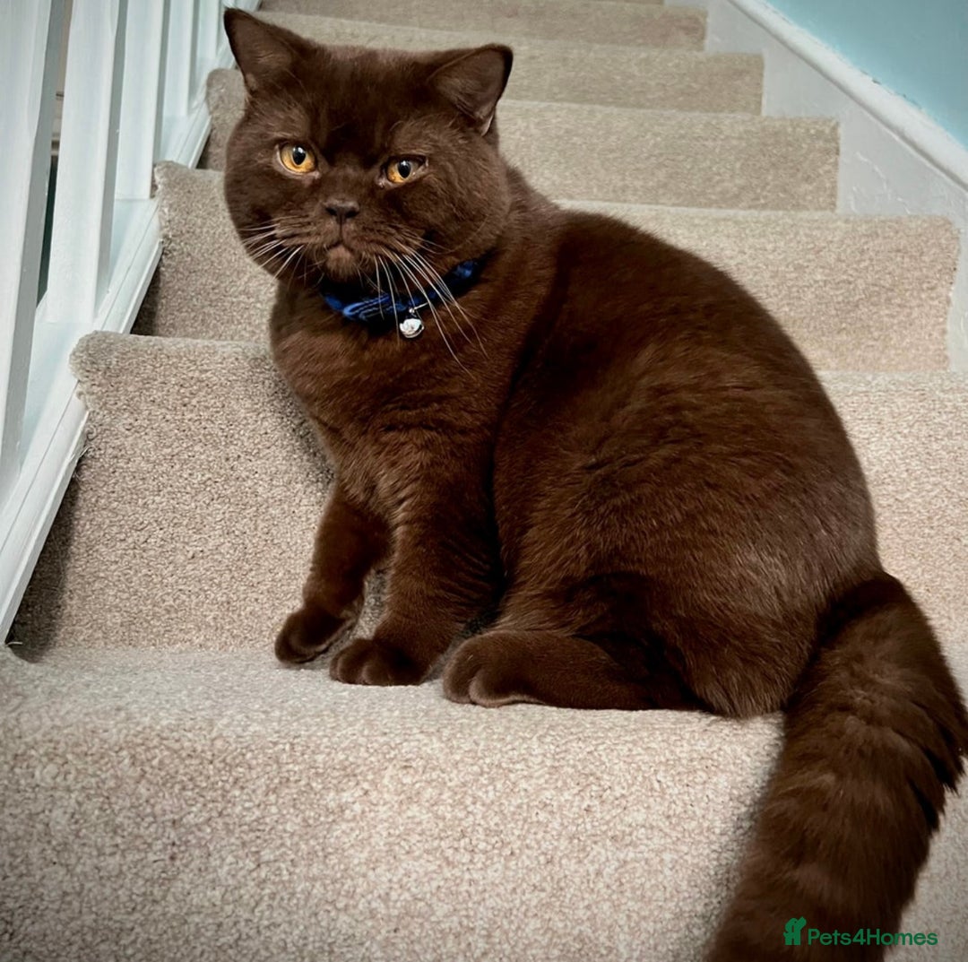 British Shorthair cats for sale: British Shorthair kittens  - Image 21