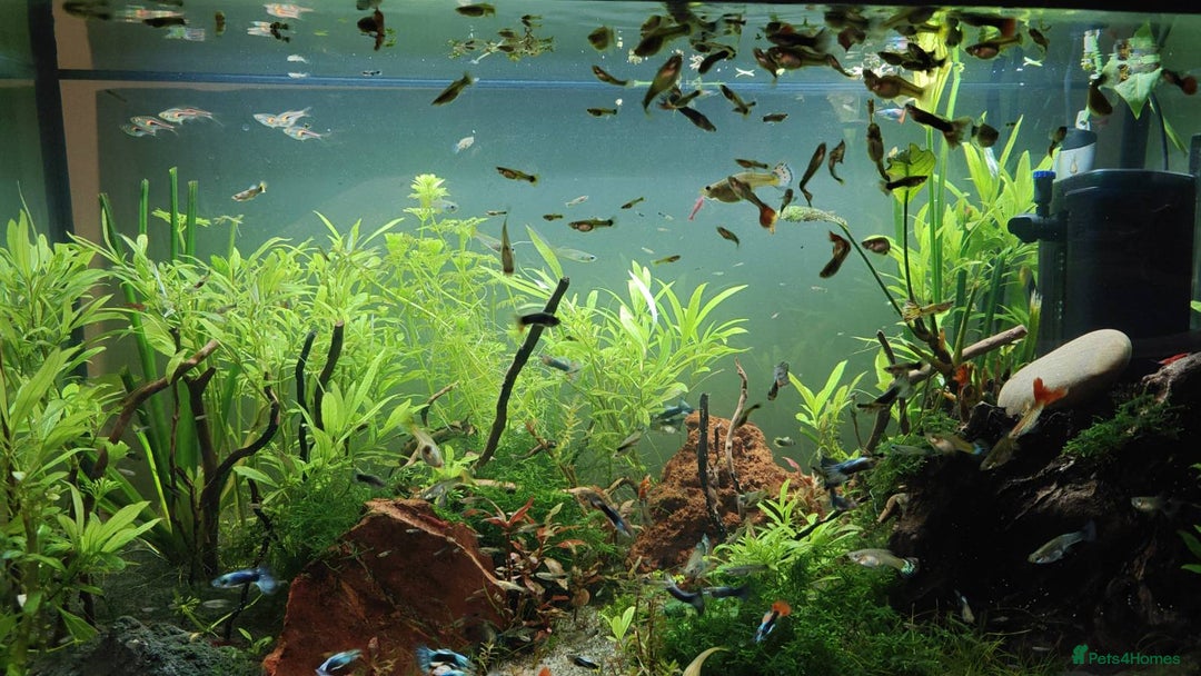 Live Bearers fish for sale: Colourful young Guppies (male and females) - Image 3