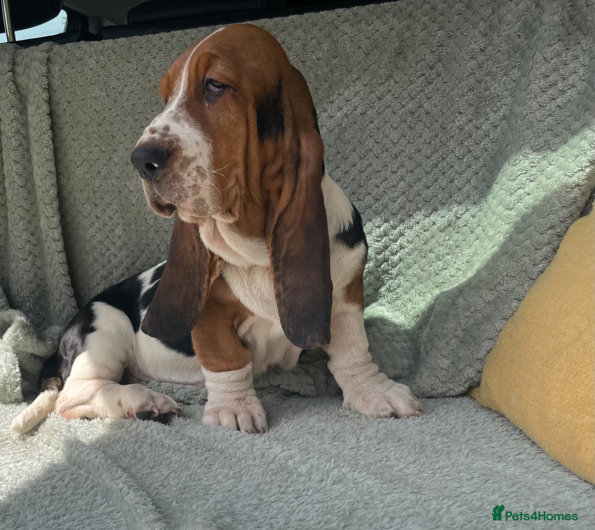 Basset Hound dogs Beautiful Basset Hound Puppies - Advert 7