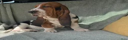 Basset Hound dogs for sale: Beautiful Basset Hound Puppies - Advert 1