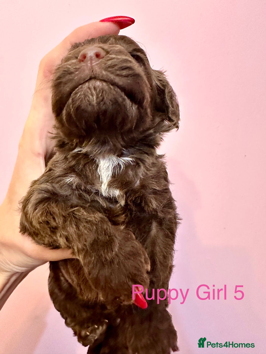 Cockapoo dogs for sale: Lovely American Cockapoo Pups Chocolates & Merles  - Advert 32