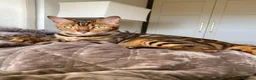 Bengal cats for sale: Pure breed Glitter Coat Bengals due 05/12 - Advert 2