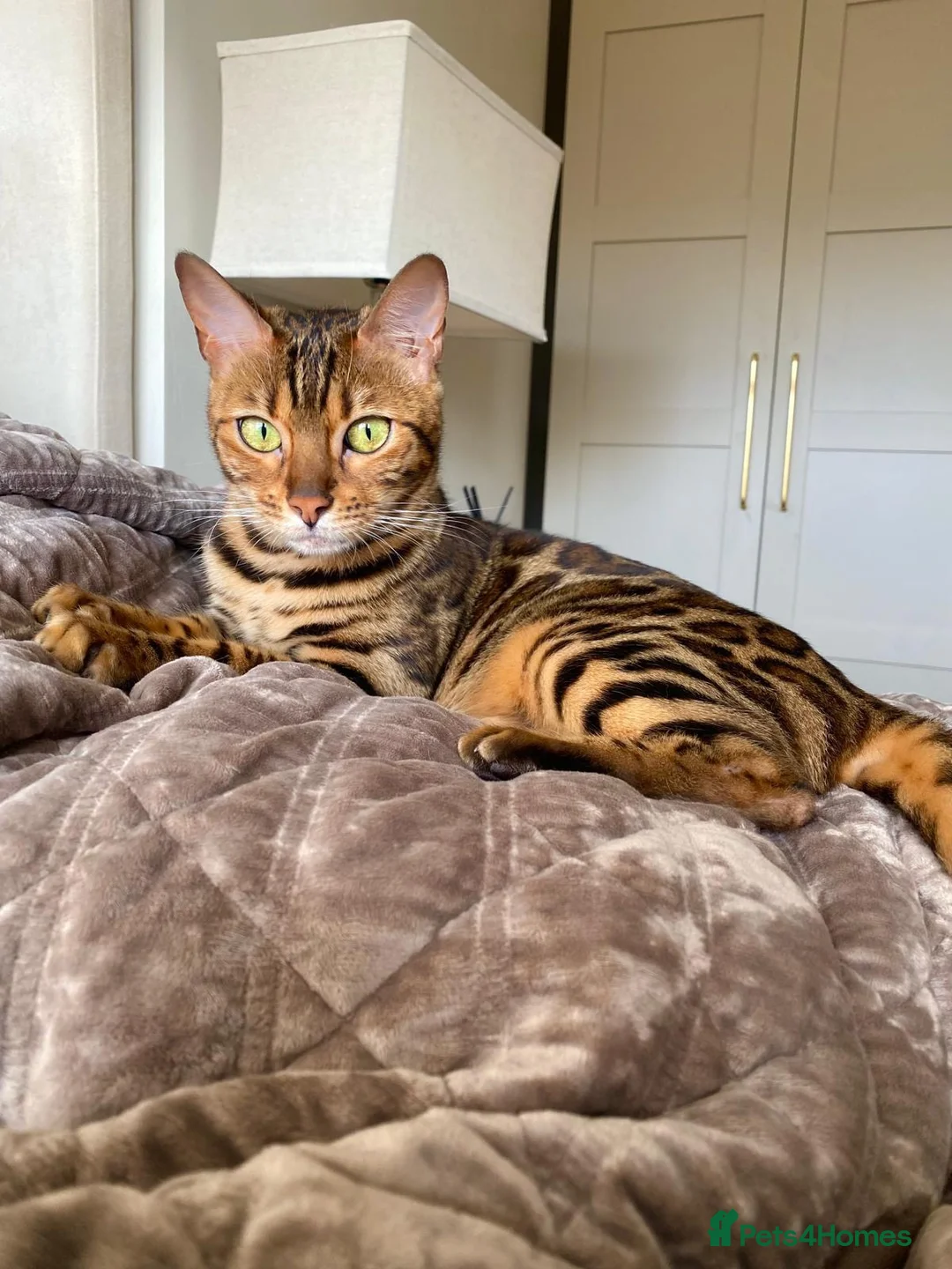 Bengal cats for sale: Pure breed Glitter Coat Bengals due 05/12 - Advert 2