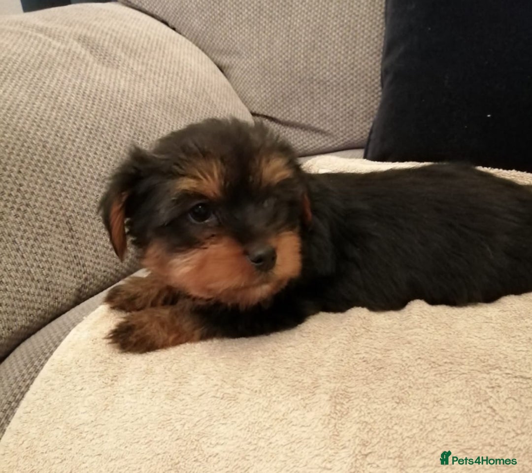 Yorkshire Terrier dogs for stud: Buddy - the sweetest dog there is in Newtownabbey - Image 11
