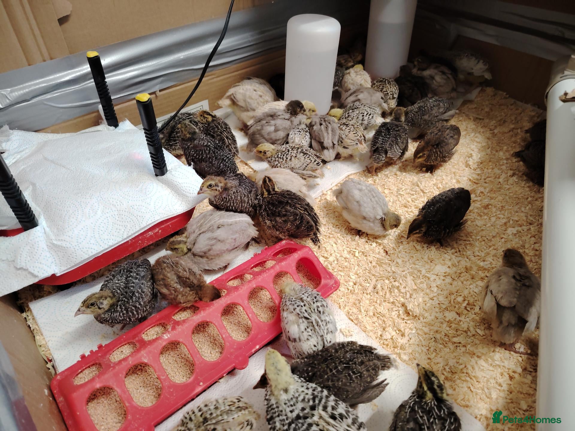 Quail poultry for sale: 🐣Mixed Colour Quail – Males & Females in November - Advert 2