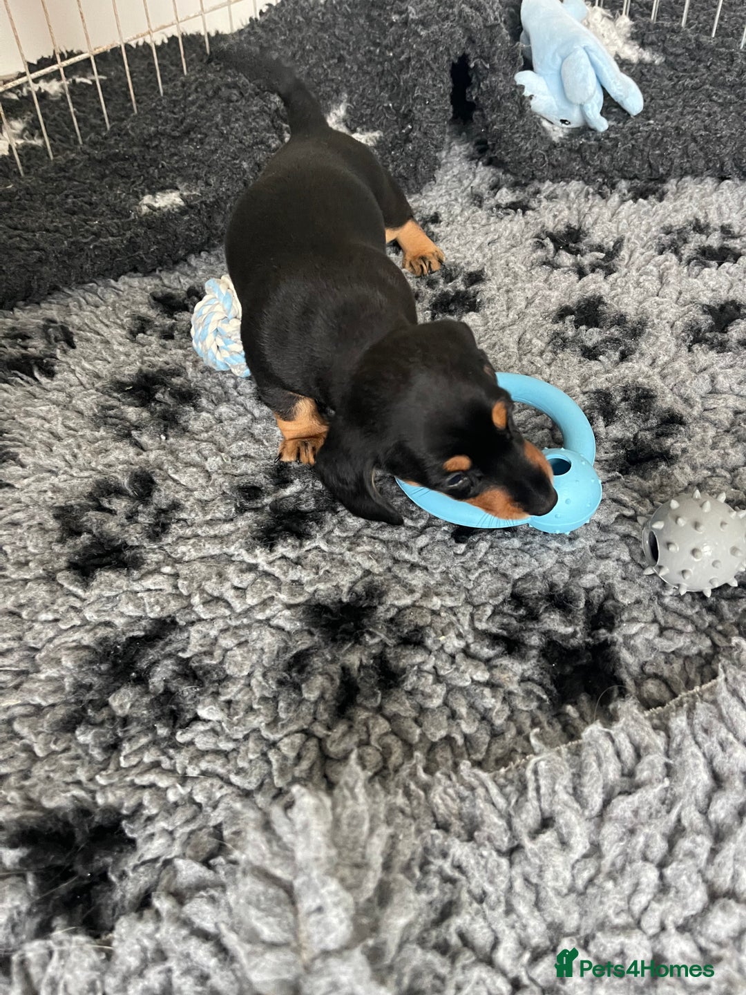 Miniature Dachshund dogs for sale: READY TO LEAVE KC Pedigree Miniature dachshunds - Advert 15
