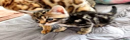 Bengal cats for sale: Little Bengal kittens - Advert 8