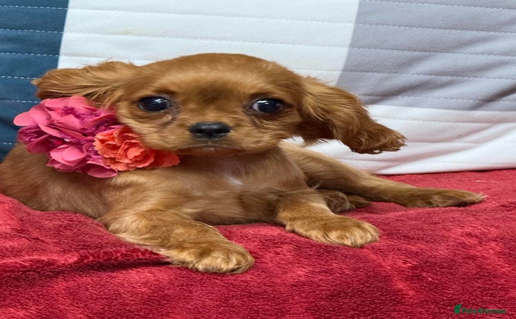 Cavalier King Charles Spaniel dogs - Advert 11