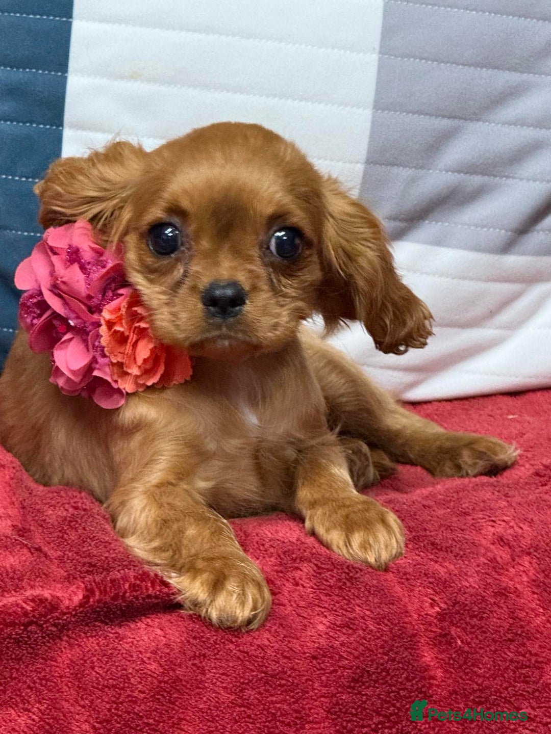 Cavalier King Charles Spaniel dogs for sale: Cavalier king Charles  Ruby's puppy's   - Image 1