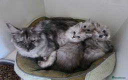 Maine Coon cats for sale: Pedigree TICA Maine Coon Kittens  - Image 2