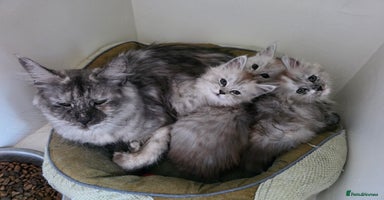Maine Coon cats - Advert 8