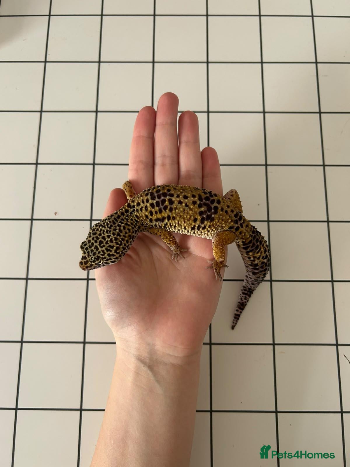 Leopard Gecko reptiles Leopard Gecko - Advert 1