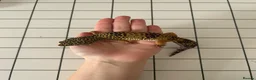 Leopard Gecko reptiles for sale: Leopard Gecko - Advert 1