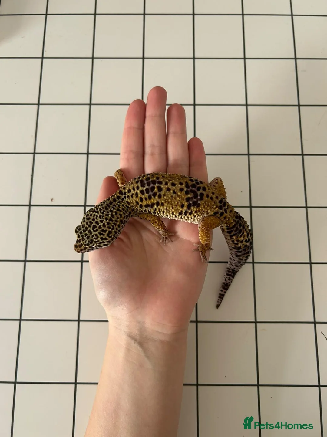 Leopard Gecko reptiles for sale: Leopard Gecko - Advert 1